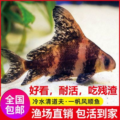 關(guān)于觀賞魚的淘寶好評怎么寫（如何撰寫有創(chuàng)意的淘寶好評） 充氧泵 第1張