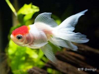 廣州水族維護(hù)（亞克力魚缸的保養(yǎng)秘籍） 細(xì)線銀版魚 第4張