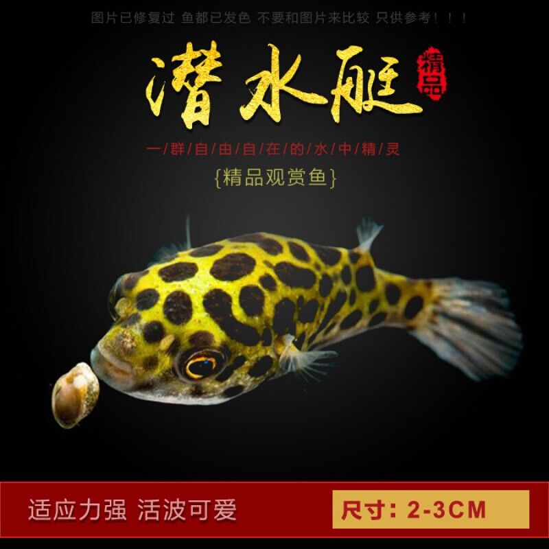 觀賞魚店經(jīng)營范圍（莒縣觀賞魚店經(jīng)營范圍） 虎斑恐龍魚 第2張