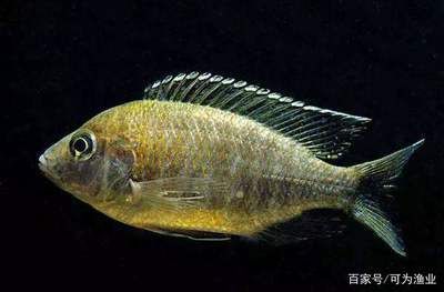 觀賞魚不愛游動(dòng)什么原因（觀賞魚不愛游動(dòng)可能由多種疾病、寄生蟲感染和寄生蟲） 廣州龍魚批發(fā)市場 第1張