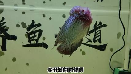 觀賞魚治療白點病期間能喂食嗎視頻（關(guān)于觀賞魚疾病的問題） 彩鰈魚缸（彩蝶魚缸） 第1張