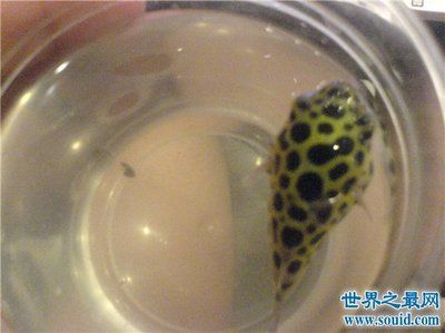 觀賞魚(yú)吃了會(huì)中毒嗎（觀賞魚(yú)的食品安全性）