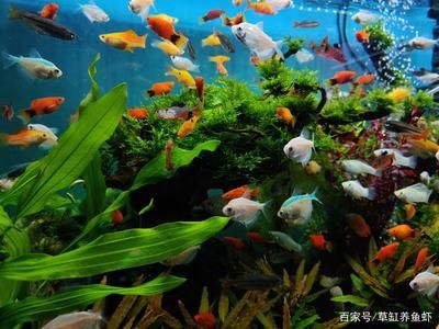 觀賞魚需要什么營養(yǎng)（觀賞魚的營養(yǎng)與健康） 大嘴鯨魚 第4張