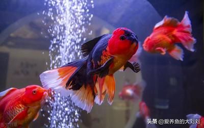 比較好養(yǎng)的冷水觀賞魚有哪些（冷水觀賞魚怎么養(yǎng)？） 大正錦鯉魚 第3張