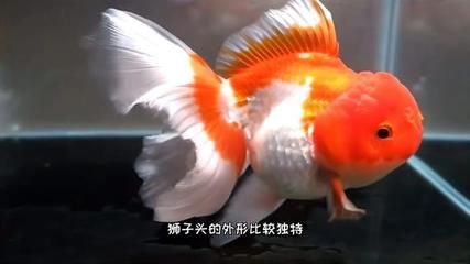 比較好養(yǎng)的冷水觀賞魚有哪些（冷水觀賞魚怎么養(yǎng)？） 大正錦鯉魚 第4張