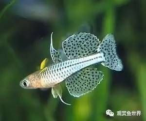 白鯊魚觀賞魚混養(yǎng)好嗎（w混養(yǎng)觀賞魚的注意事項(xiàng)混養(yǎng)觀賞魚的注意事項(xiàng)） 定時(shí)器/自控系統(tǒng) 第1張