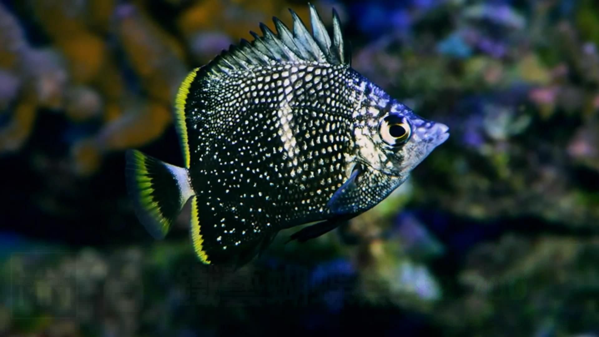 觀賞魚朋友圈（朋友圈曬養(yǎng)魚的說說） 南美異形觀賞魚 第1張