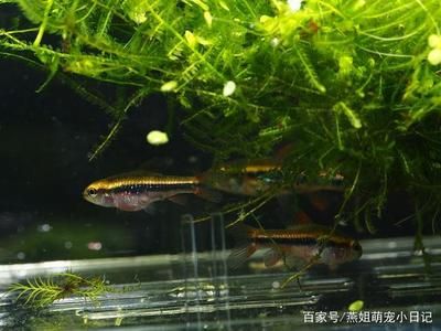 觀賞魚(yú)特別活躍的原因（觀賞魚(yú)的基因演化） 祥龍水族護(hù)理水 第4張