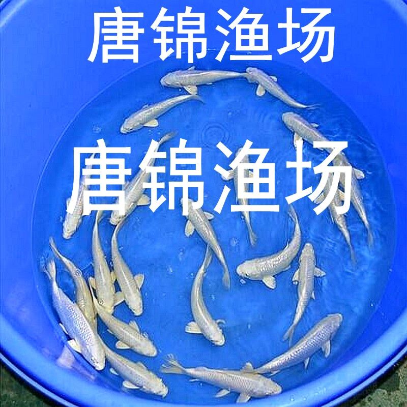 純白色觀賞魚品種有哪些（探討純白色觀賞魚的品種時）