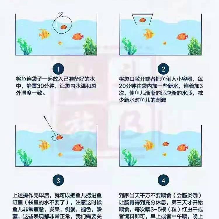 純白色觀賞魚品種有哪些（探討純白色觀賞魚的品種時）