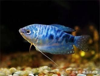 觀賞魚藍星（關(guān)于藍星魚的知識）