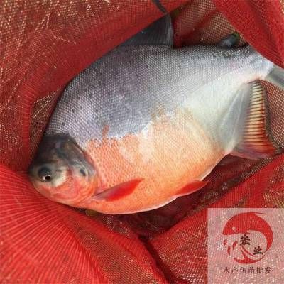 紅鯧魚（紅鯧魚是一種什么樣的魚類？）