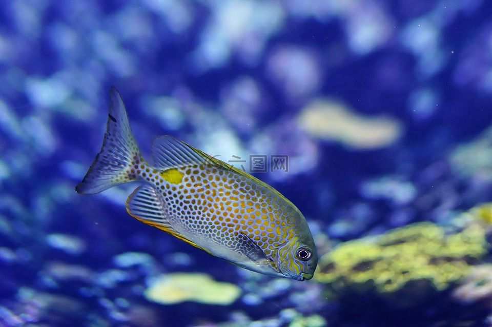 觀賞魚水族館設(shè)計(jì)圖案（466個(gè)高質(zhì)量觀賞魚水族館設(shè)計(jì)圖案的設(shè)計(jì)圖案）