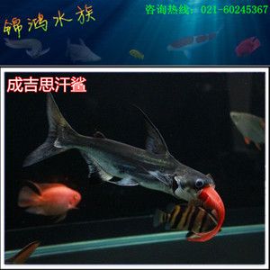 觀賞魚(yú)大白鯊能長(zhǎng)多大（大白鯊的生活習(xí)性） 帝龍漁業(yè) 第2張