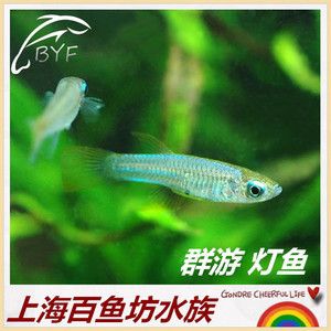 觀賞魚(yú)商城（如果你想購(gòu)買觀賞魚(yú)） 鐵甲武士 第4張