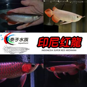 觀賞魚(yú)商城（如果你想購(gòu)買觀賞魚(yú)）