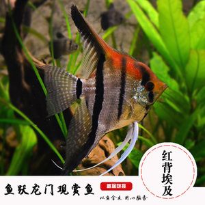 觀賞魚的魚鰭不打開（觀賞魚魚鰭不打開可能由多種原因引起的原因及其解決辦法）