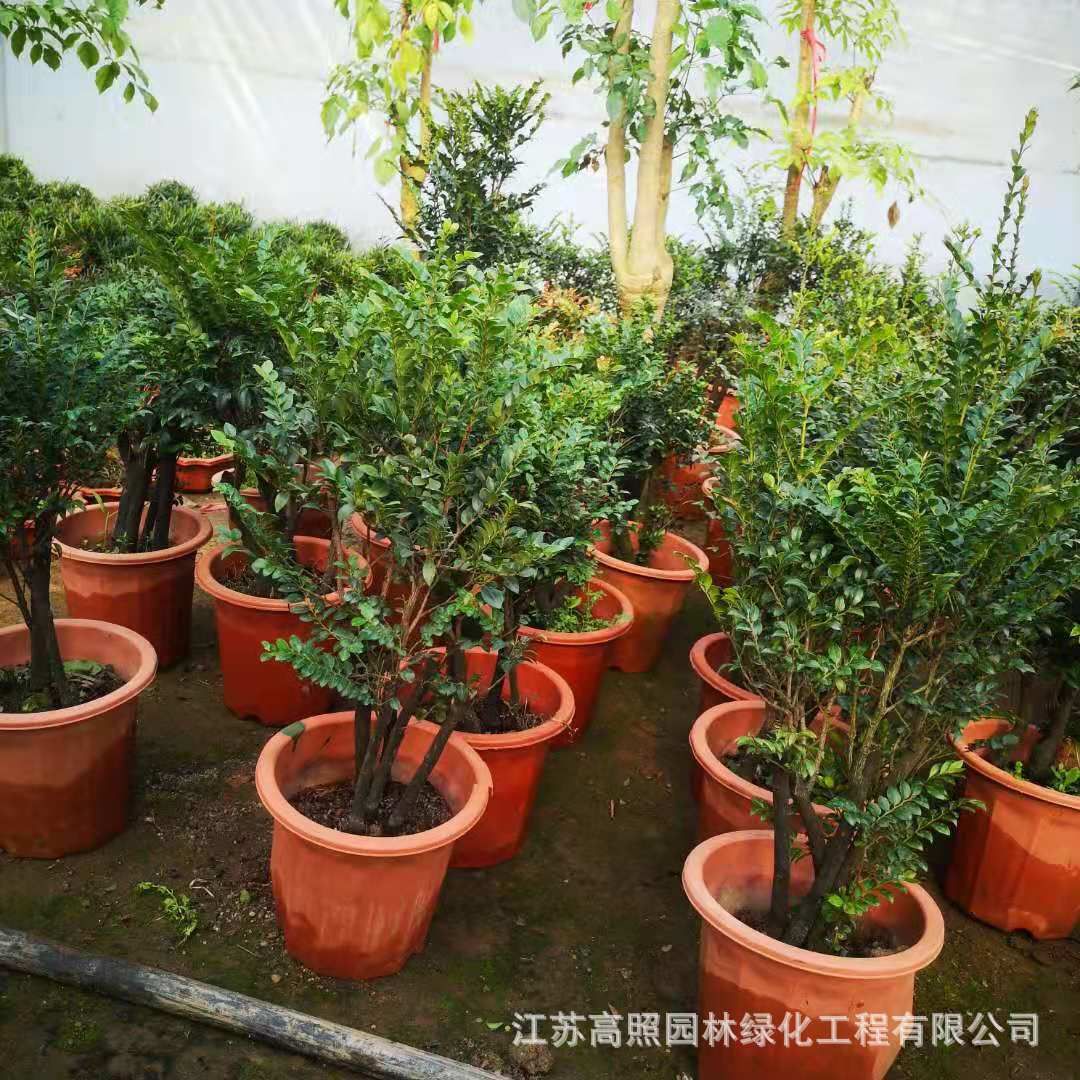 花卉綠植盆景批發(fā)基地（花卉盆景批發(fā)市場(chǎng)） 觀賞魚(yú)飼料 第1張