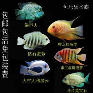 大吉大利黑云魚（大吉大利黑云魚的特征和飼養(yǎng)方法） 白子關(guān)刀魚苗 第3張