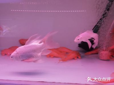 花卉觀賞魚市場(chǎng)怎么樣啊現(xiàn)在價(jià)格（南?；ɑ苡^賞魚市場(chǎng)的發(fā)展趨勢(shì)隨著全球化的發(fā)展趨勢(shì)） 魚缸風(fēng)水 第3張