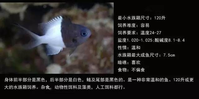 海水觀賞魚(yú)品種圖鑒（海水觀賞魚(yú)品種及其特點(diǎn)：海水觀賞魚(yú)品種及其特點(diǎn)） 小型觀賞魚(yú) 第4張