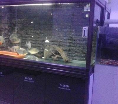 觀賞魚售賣店怎么開（如何開設一家觀賞魚售賣店） 委內瑞拉奧里諾三間魚苗 第4張