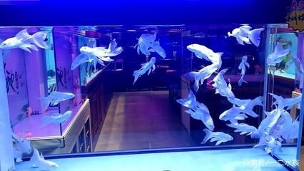 觀賞魚售賣店怎么開（如何開設一家觀賞魚售賣店） 委內瑞拉奧里諾三間魚苗 第1張