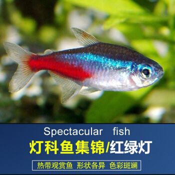 觀賞魚淡水 燈魚（燈魚是一種常見的淡水觀賞魚,觀賞魚是一種常見的淡水觀賞魚）