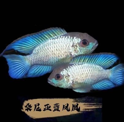 觀賞魚店面（如何開一家成功的觀賞魚店？） 魟魚相關(guān) 第3張