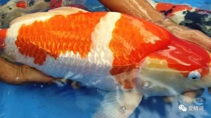 紅錦鯉魚多少錢一條（紅錦鯉魚價格可以根據(jù)其品種、體型、色彩、市場需求等因素影響）