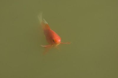 紅錦鯉魚多少錢一條（紅錦鯉魚價格可以根據(jù)其品種、體型、色彩、市場需求等因素影響）