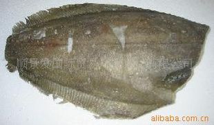 鰈魚價格（2024年5月份鰈魚價格） 祥龍水族濾材/器材 第1張