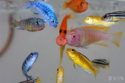 比較兇的小型觀賞魚(yú)（十大兇猛小型觀賞魚(yú)一覽表）