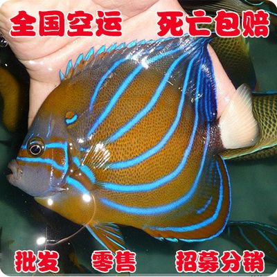 觀賞魚發(fā)空運流程（空運觀賞魚的安全標準）