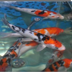 皇冠魚怎么養(yǎng)視頻（皇冠魚怎么養(yǎng)） 翡翠鳳凰魚 第1張