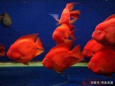 觀賞魚入缸前消毒（關(guān)于觀賞魚入缸前消毒的一些詳細(xì)信息）