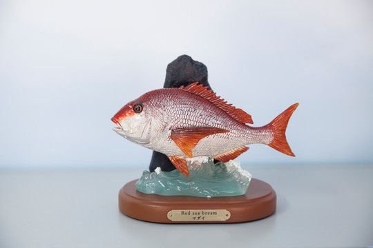 觀賞魚(yú)做標(biāo)本可以嗎（觀賞魚(yú)做標(biāo)本的步驟和注意事項(xiàng)） 飛鳳魚(yú) 第3張