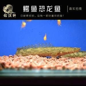 鱷魚恐龍王魚（關(guān)于鱷魚恐龍王魚的一些信息） ?；?異型虎魚/純色虎魚 第4張