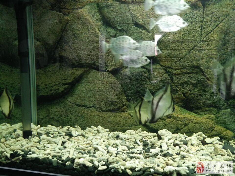 蝙蝠鯧魚（養(yǎng)殖蝙蝠鯧魚需要注意什么） 粗線銀版魚苗 第3張