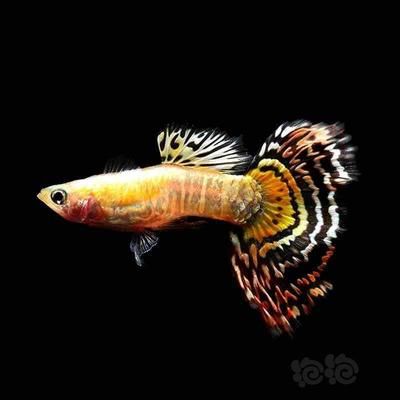 花老虎孔雀魚(yú)（養(yǎng)殖花老虎孔雀魚(yú)需要注意以下幾點(diǎn)）