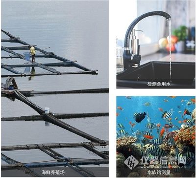 海水觀賞魚養(yǎng)殖基地（海水觀賞魚養(yǎng)殖基地是一個具有發(fā)展前景和經(jīng)濟效益的領(lǐng)域） 李亞四龍魚 第1張