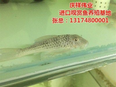 海水觀賞魚養(yǎng)殖基地（海水觀賞魚養(yǎng)殖基地是一個具有發(fā)展前景和經(jīng)濟效益的領(lǐng)域） 李亞四龍魚 第4張