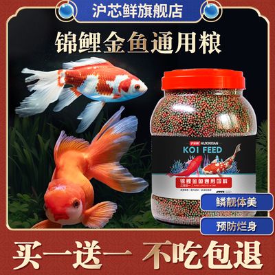 白色觀賞魚能喂增色飼料嗎有毒嗎視頻（白色觀賞魚可以喂增色飼料嗎）