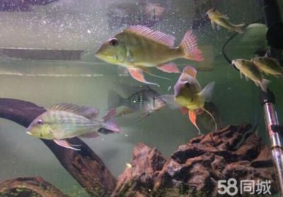 觀賞魚哪種貴（觀賞魚的價格波動） 飛鳳魚苗 第1張