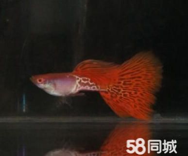 觀賞魚哪種貴（觀賞魚的價格波動） 飛鳳魚苗 第4張