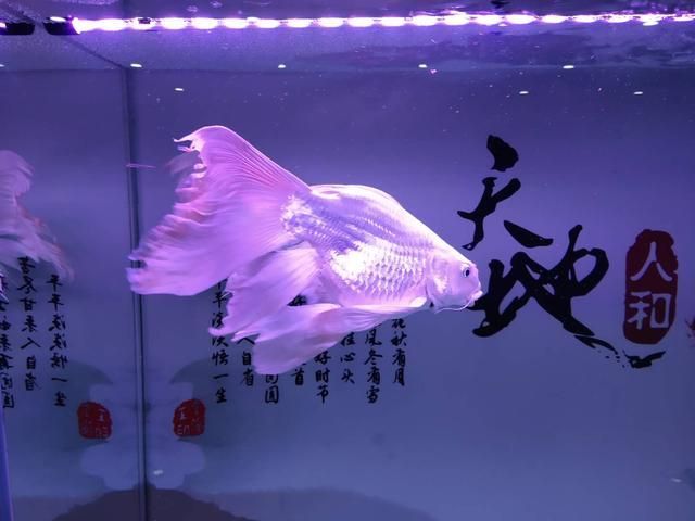 觀賞魚平平的飼養(yǎng)方法是什么（如何自制觀賞魚飼料） 一方水族 第1張