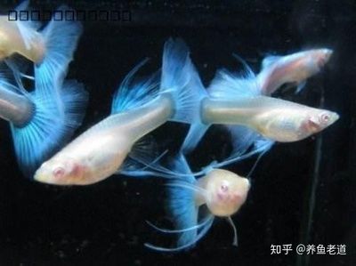 觀賞魚都有什么胎生魚（常見的胎生觀賞魚種類及其特點） 泰國虎魚（泰虎） 第1張