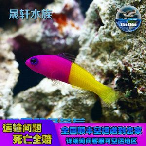 觀賞魚能空運(yùn)嗎多少錢一只（關(guān)于觀賞魚空運(yùn)的具體價格） 廣州觀賞魚魚苗批發(fā)市場 第1張