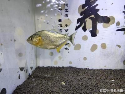 剛買(mǎi)回的觀賞魚(yú)容易死（剛買(mǎi)回來(lái)的觀賞魚(yú)容易死亡）