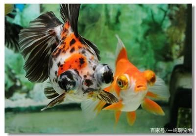 觀賞魚是染色的嗎（關(guān)于觀賞魚染色的問題） 野彩魚 第4張